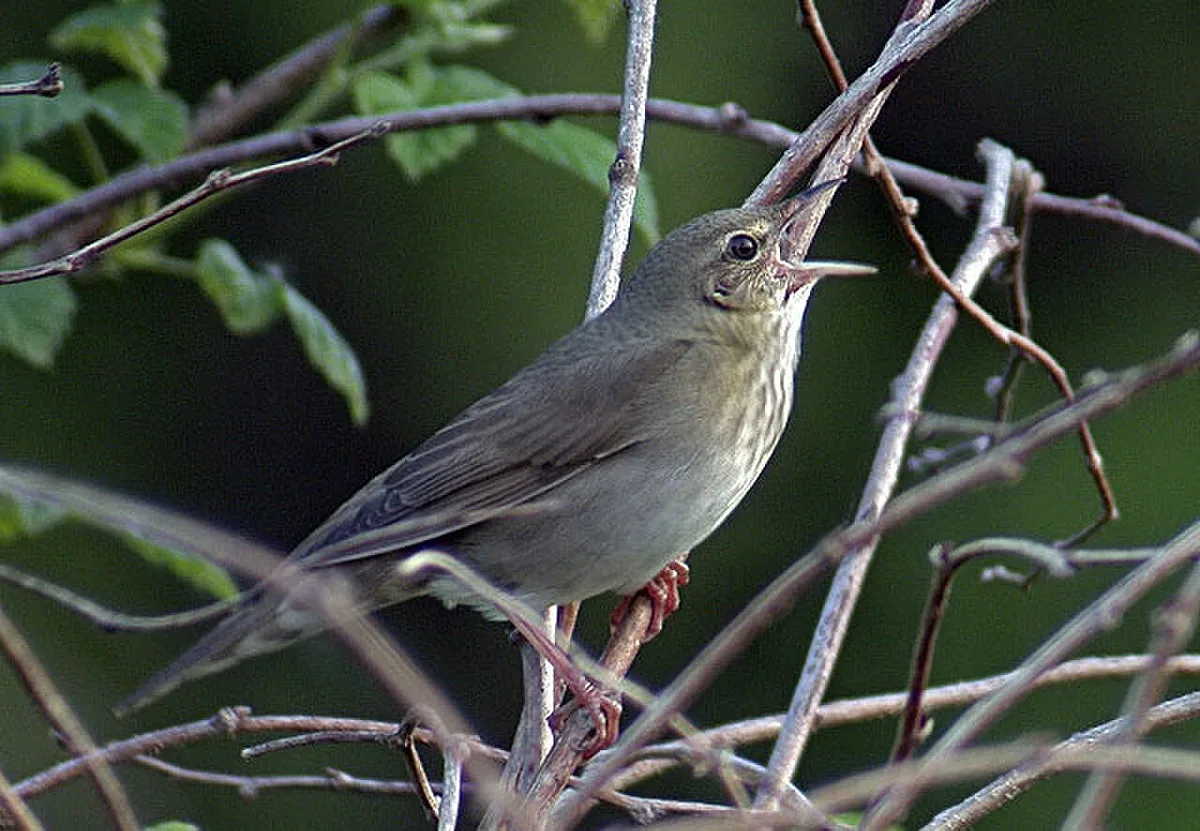 River Warbler