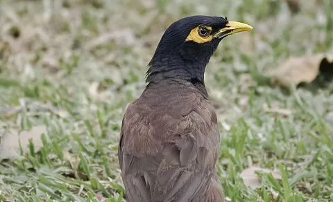 Common Myna (Acridotheres tristis) — photo 3 of 6