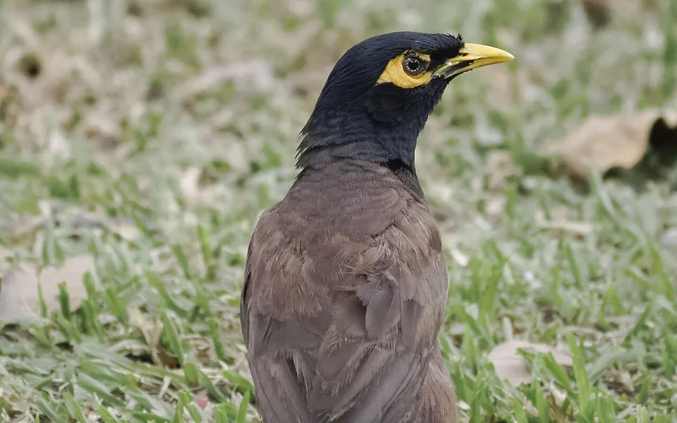 Common Myna (Acridotheres tristis) — photo 3 of 6
