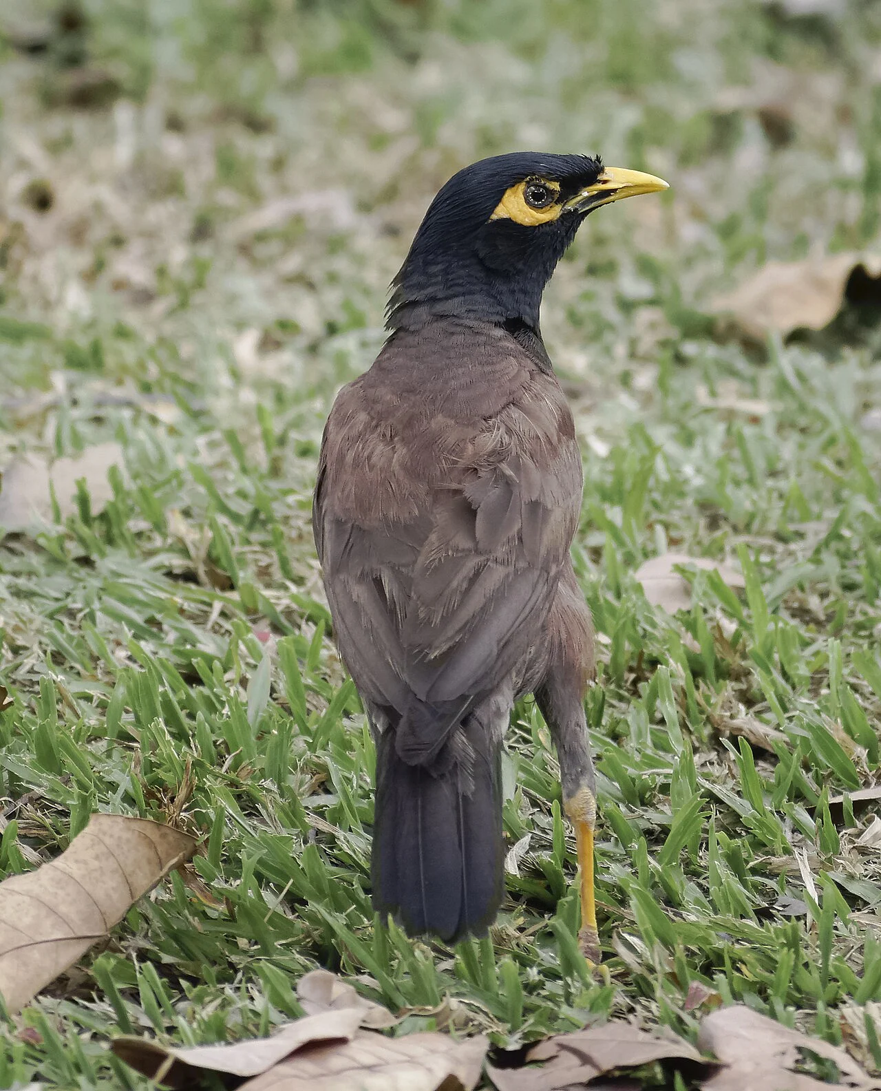 Common Myna (Acridotheres tristis) — photo 3 of 6
