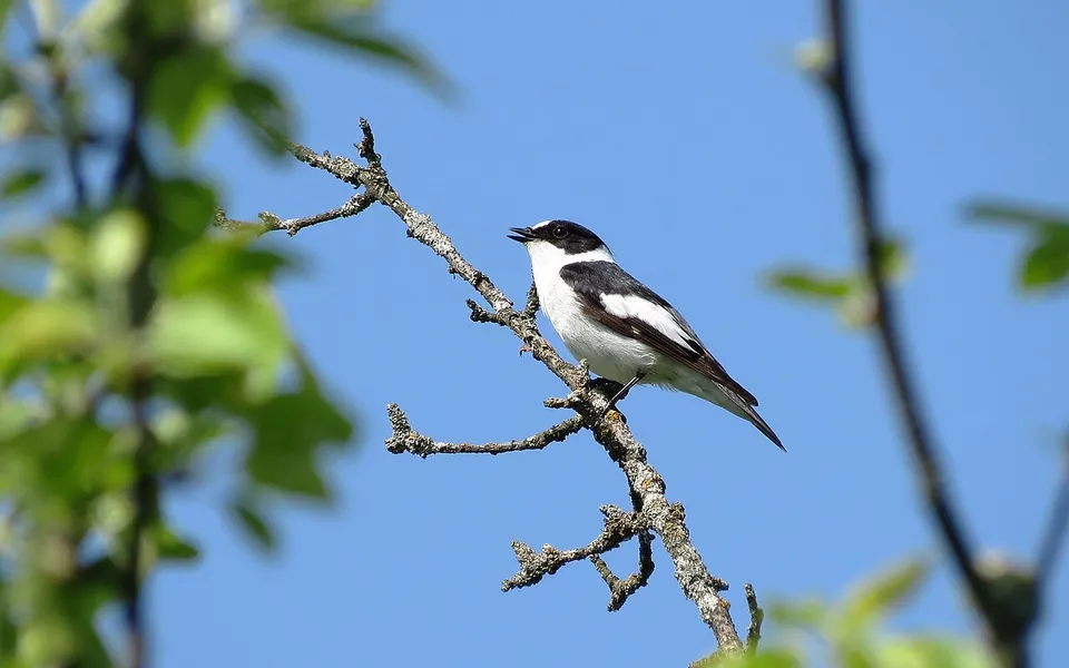 Collared Flycatcher (Ficedula albicollis) — photo 3 of 4