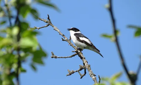 Collared Flycatcher (Ficedula albicollis) — photo 3 of 4