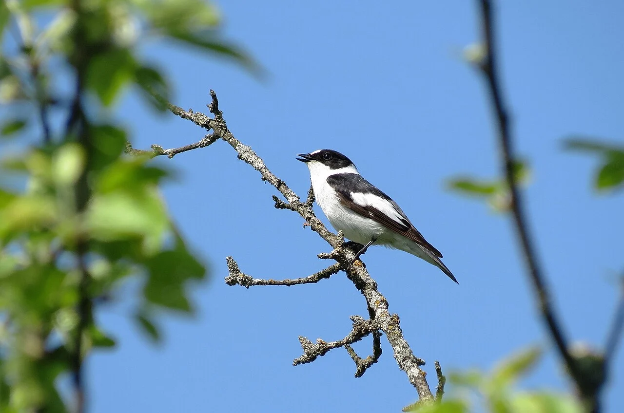 Collared Flycatcher (Ficedula albicollis) — photo 3 of 4