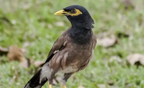 Common Myna (Acridotheres tristis) — photo 3 of 6
