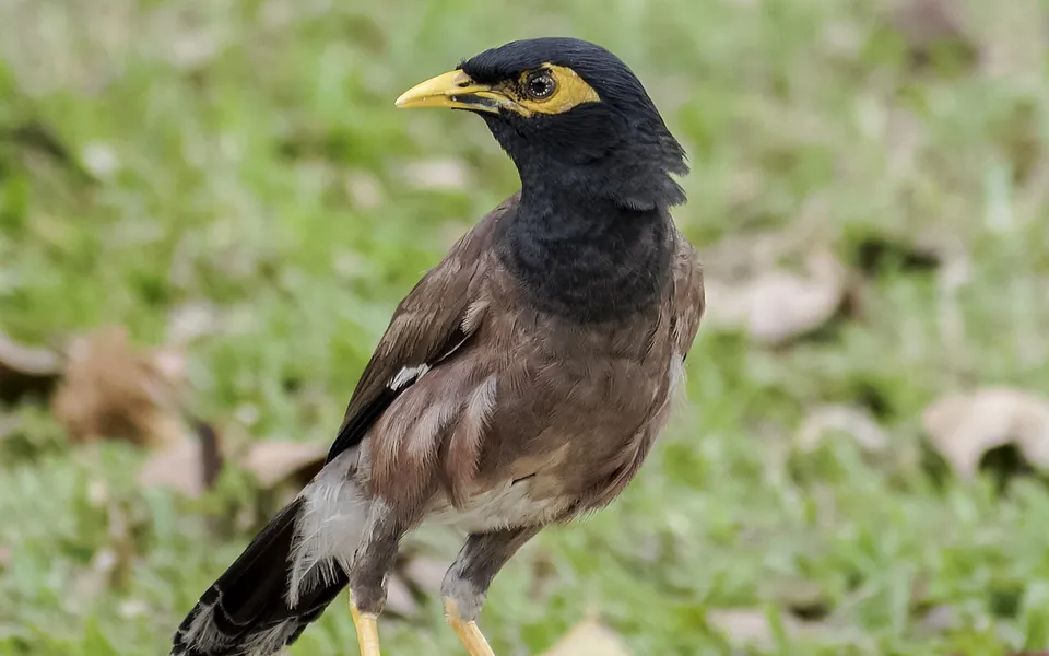 Common Myna (Acridotheres tristis) — photo 4 of 6