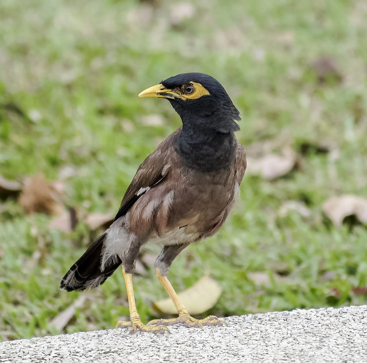 Common Myna (Acridotheres tristis) — photo 4 of 6