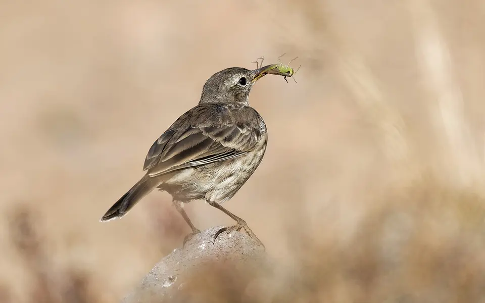 Water Pipit (Anthus spinoletta) — photo 4 of 5