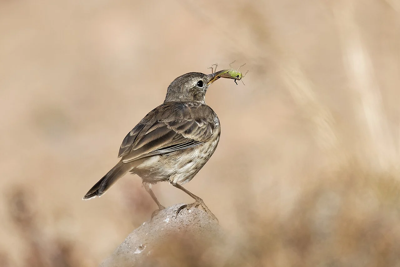 Water Pipit (Anthus spinoletta) — photo 4 of 5