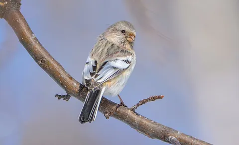 Long-tailed Rosefinch