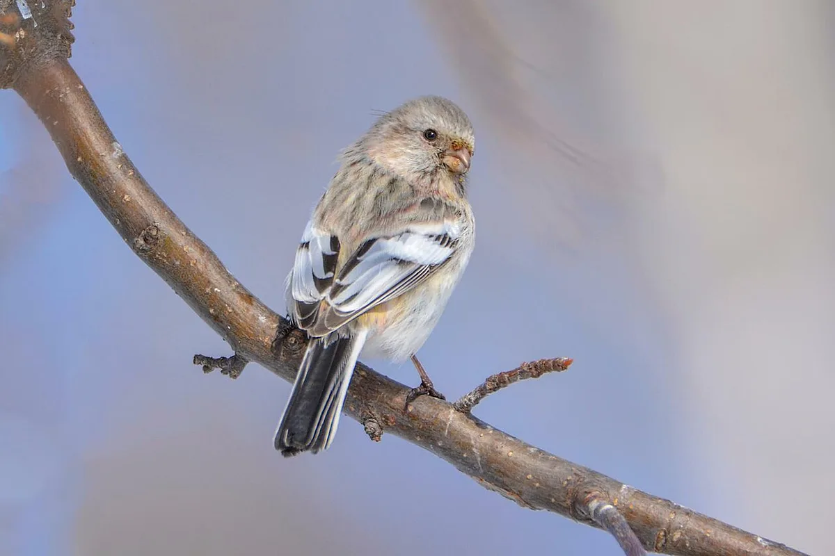 Long-tailed Rosefinch