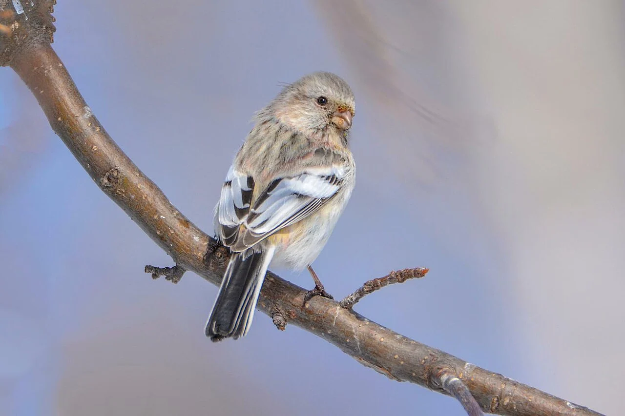 Long-tailed Rosefinch