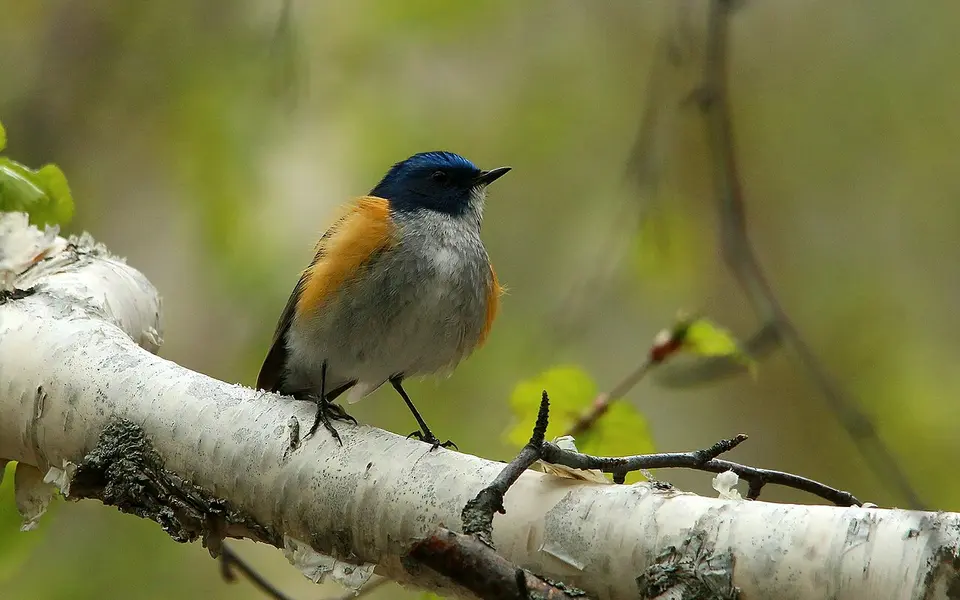 Red-flanked Bluetail (Tarsiger cyanurus) — photo 4 of 10