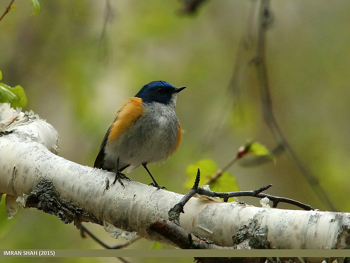 Red-flanked Bluetail
