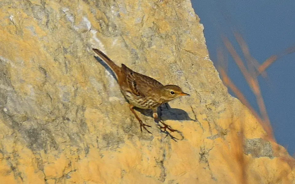 Water Pipit (Anthus spinoletta) — photo 1 of 5