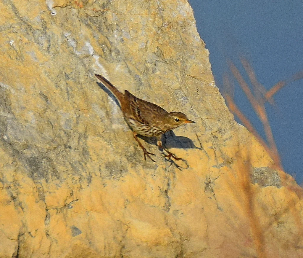 Water Pipit (Anthus spinoletta) — photo 1 of 5
