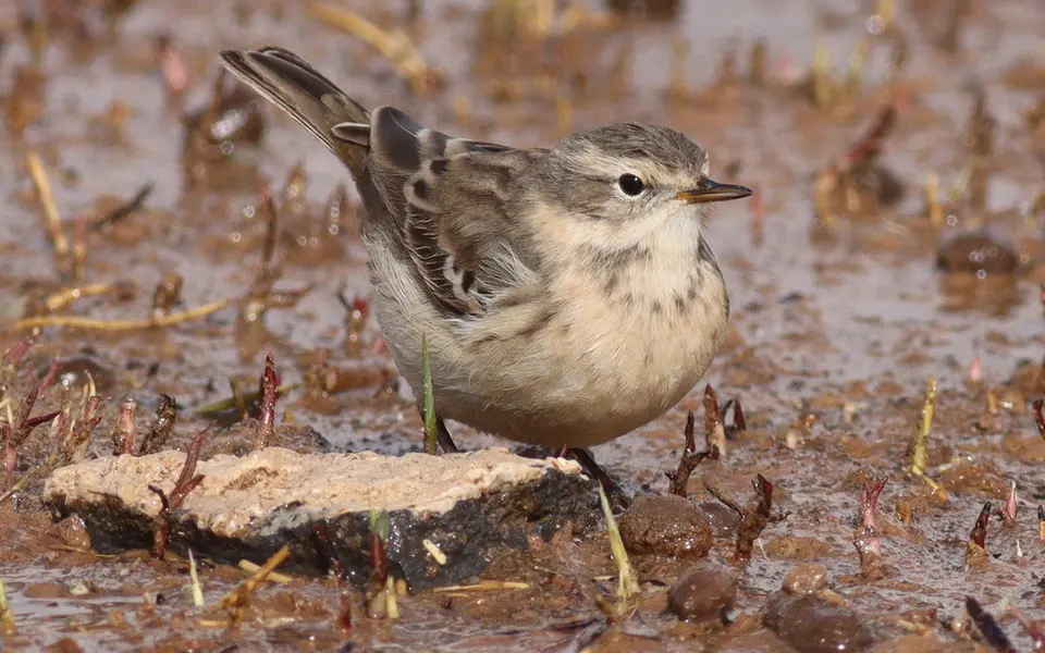Water Pipit (Anthus spinoletta) — photo 5 of 5