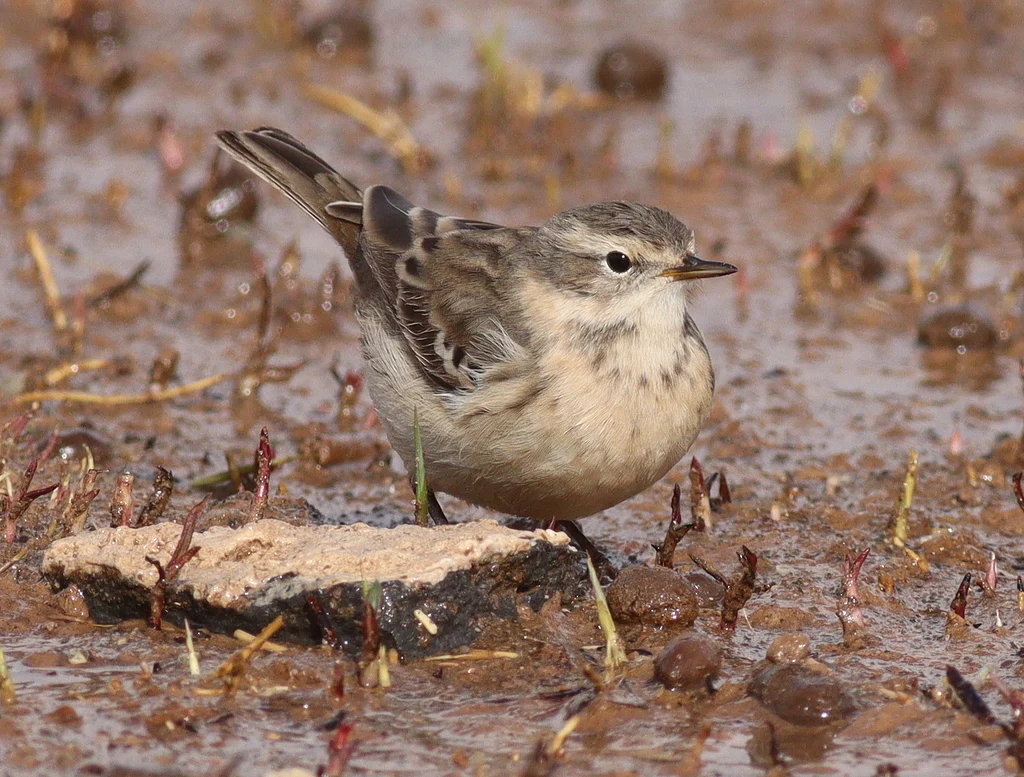 Water Pipit (Anthus spinoletta) — photo 5 of 5