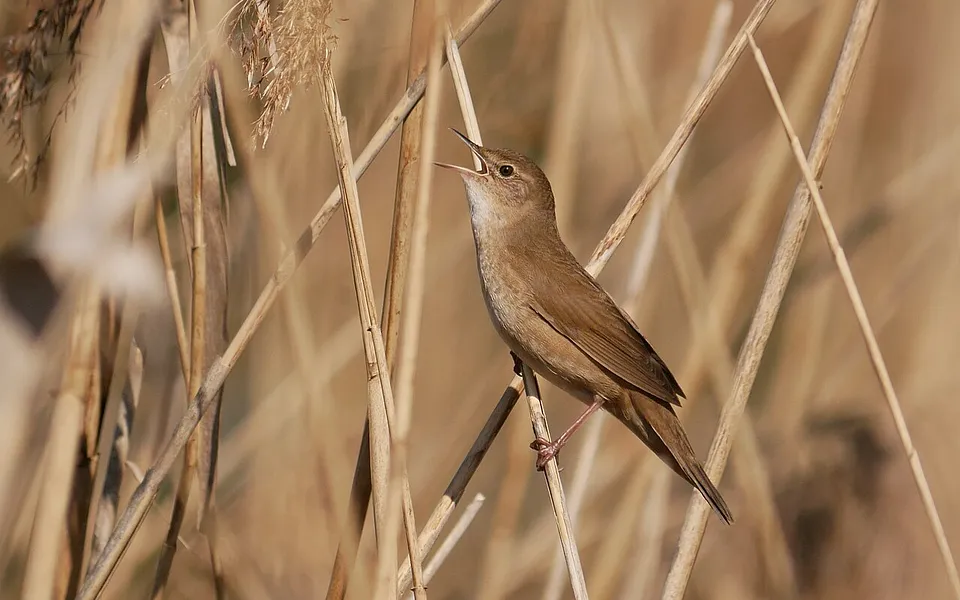 Savi's Warbler