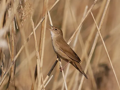 Savi's Warbler