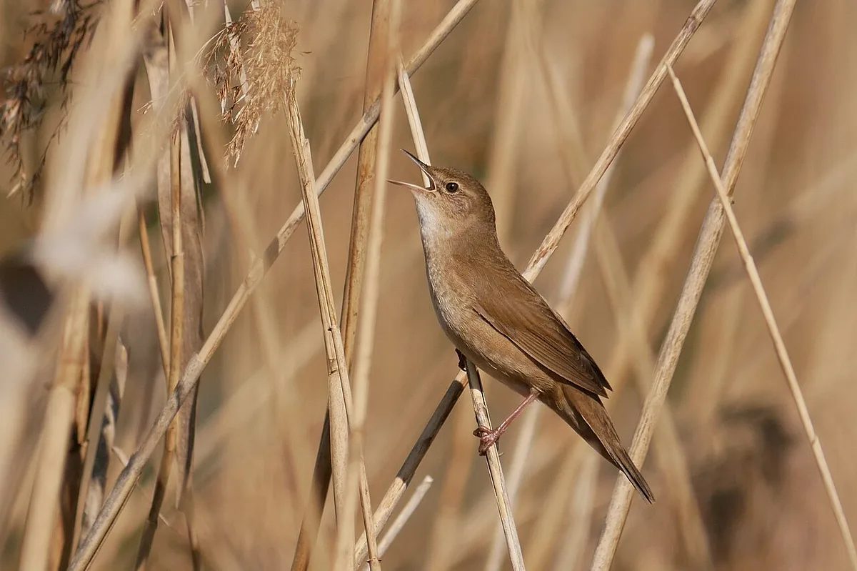 Savi's Warbler
