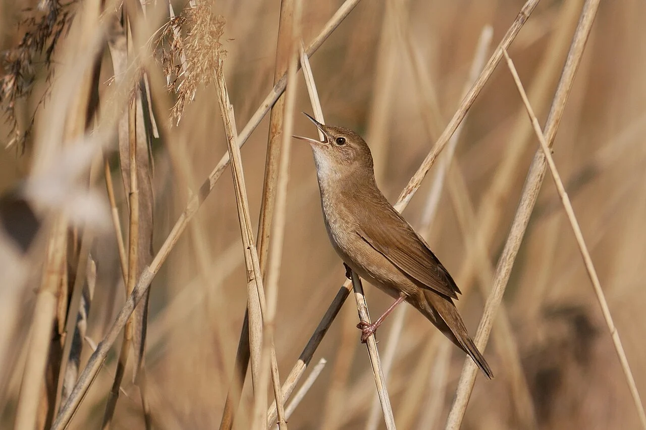 Savi's Warbler