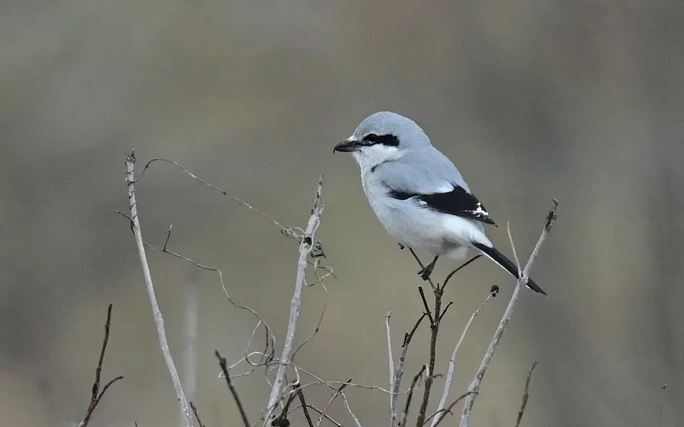 Northern Shrike (Lanius borealis) — photo 1 of 5