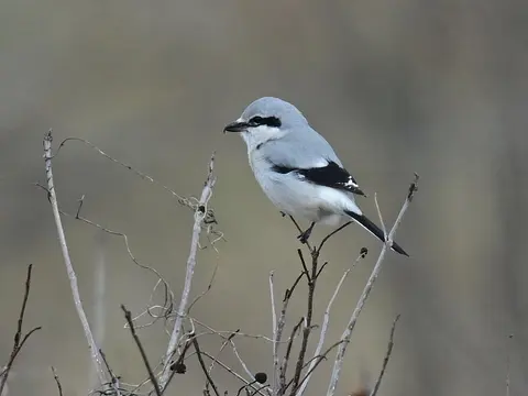 Northern Shrike