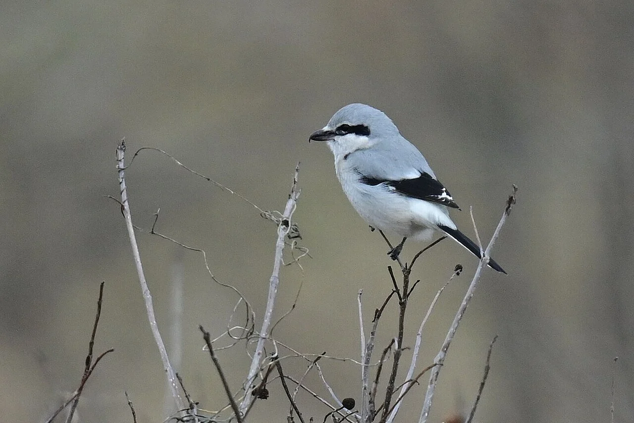 Northern Shrike (Lanius borealis) — photo 1 of 5