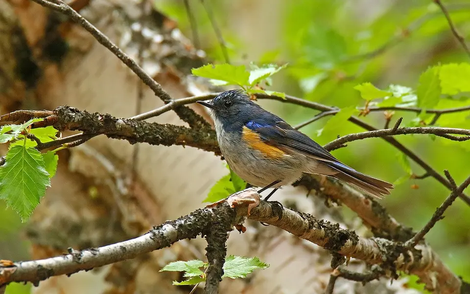 Red-flanked Bluetail (Tarsiger cyanurus) — photo 5 of 10