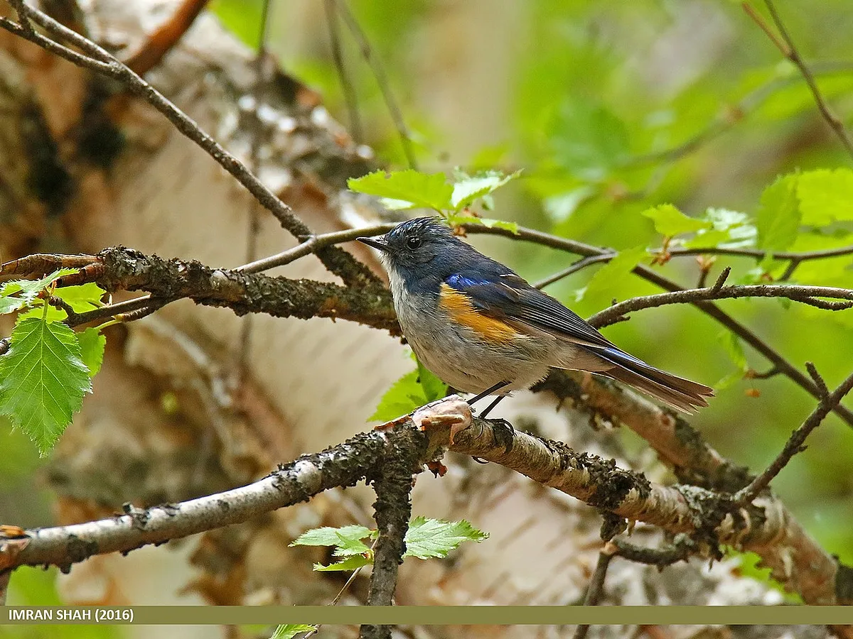 Red-flanked Bluetail