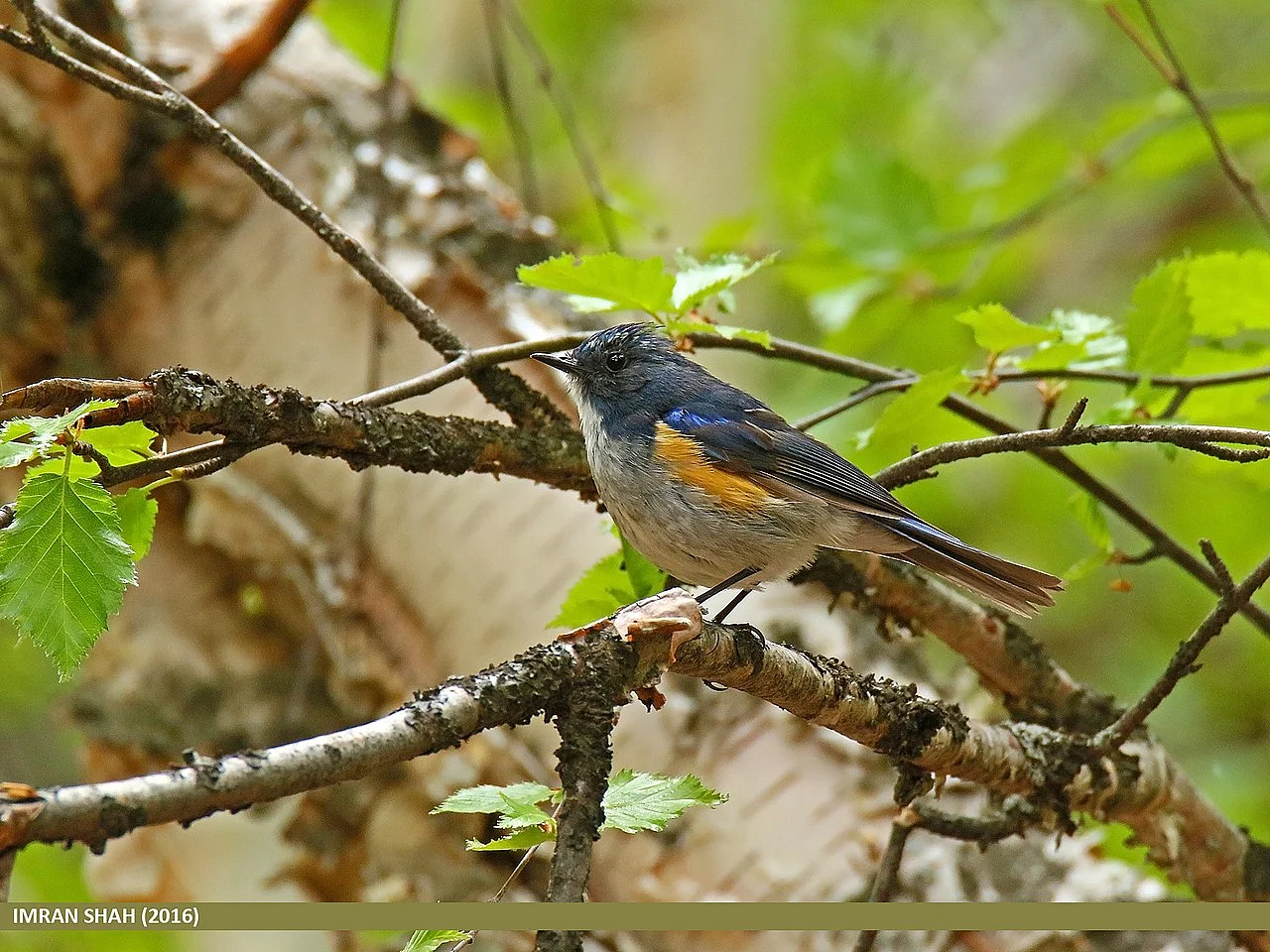 Red-flanked Bluetail