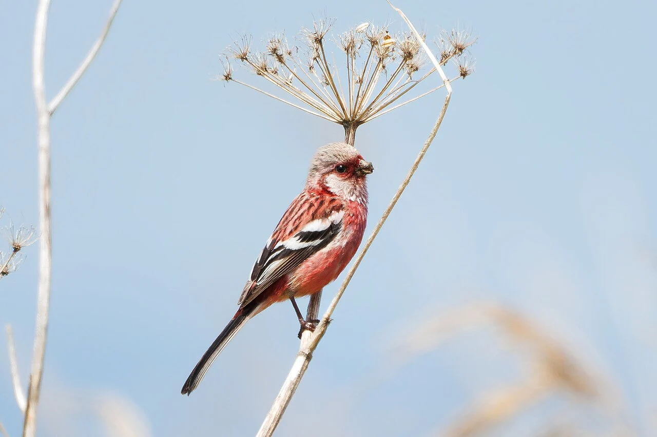 Long-tailed Rosefinch