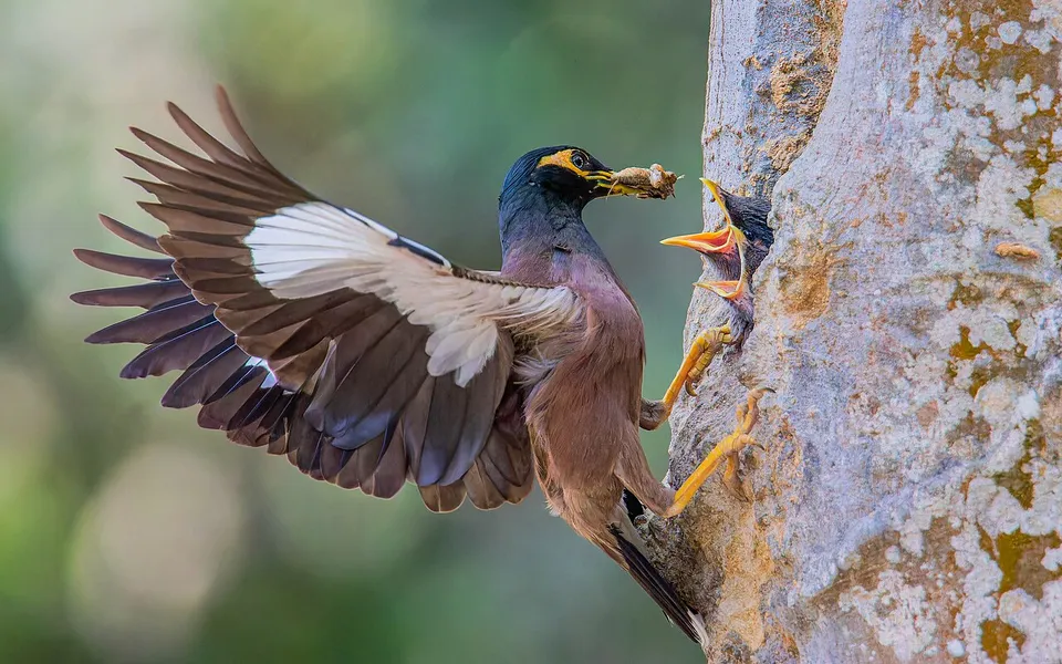 Common Myna (Acridotheres tristis) — photo 5 of 6