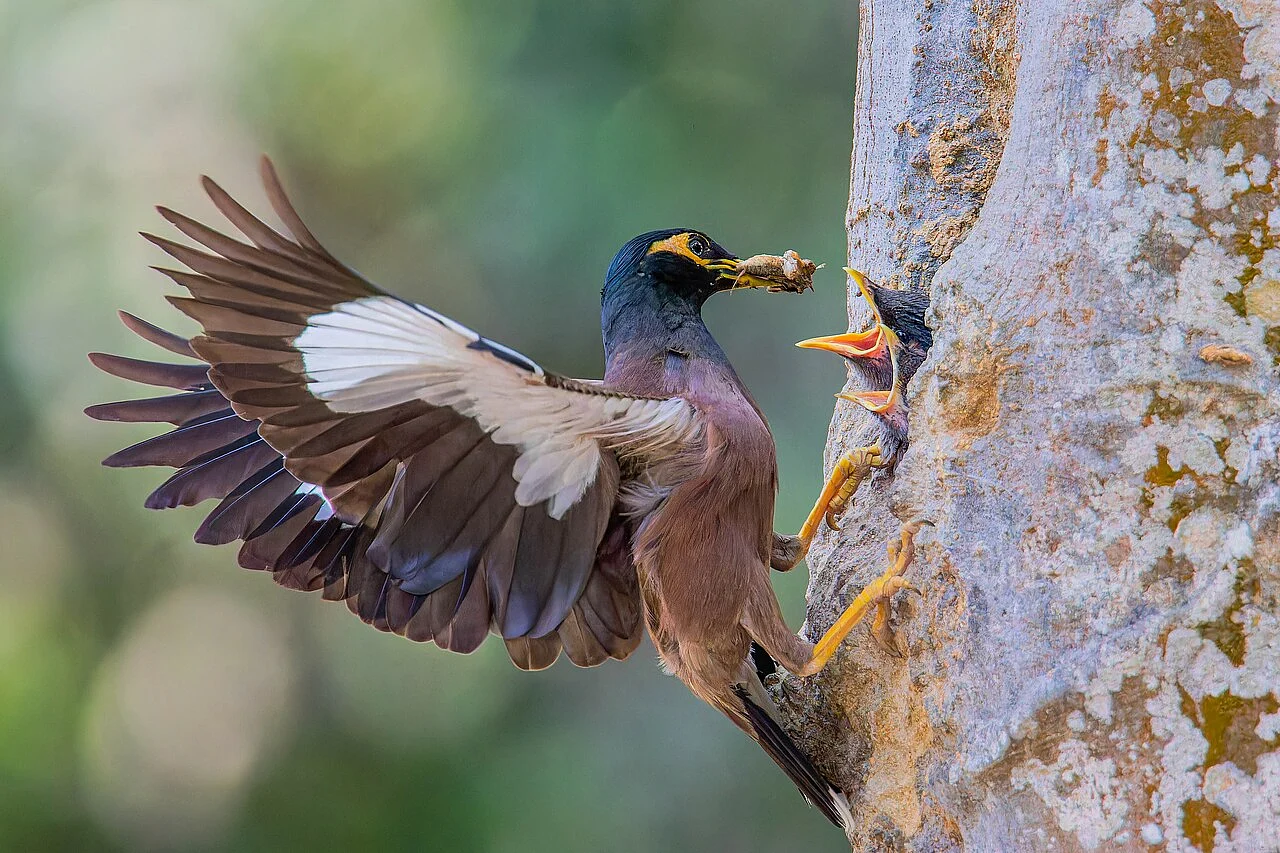 Common Myna (Acridotheres tristis) — photo 5 of 6