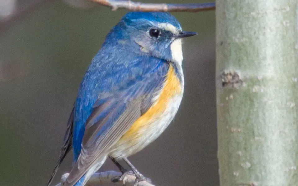 Red-flanked Bluetail (Tarsiger cyanurus) — photo 6 of 10