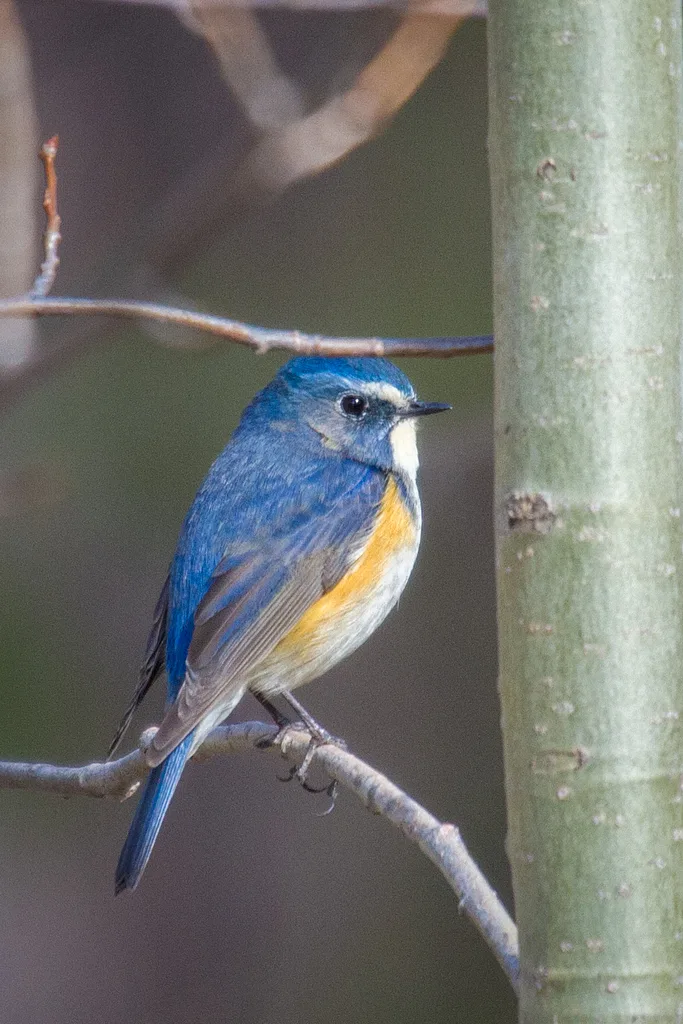 Red-flanked Bluetail