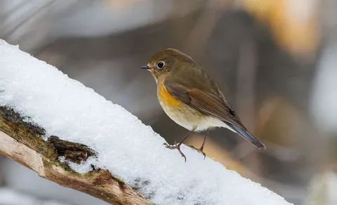 Red-flanked Bluetail
