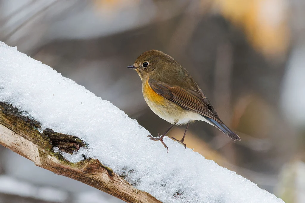 Red-flanked Bluetail