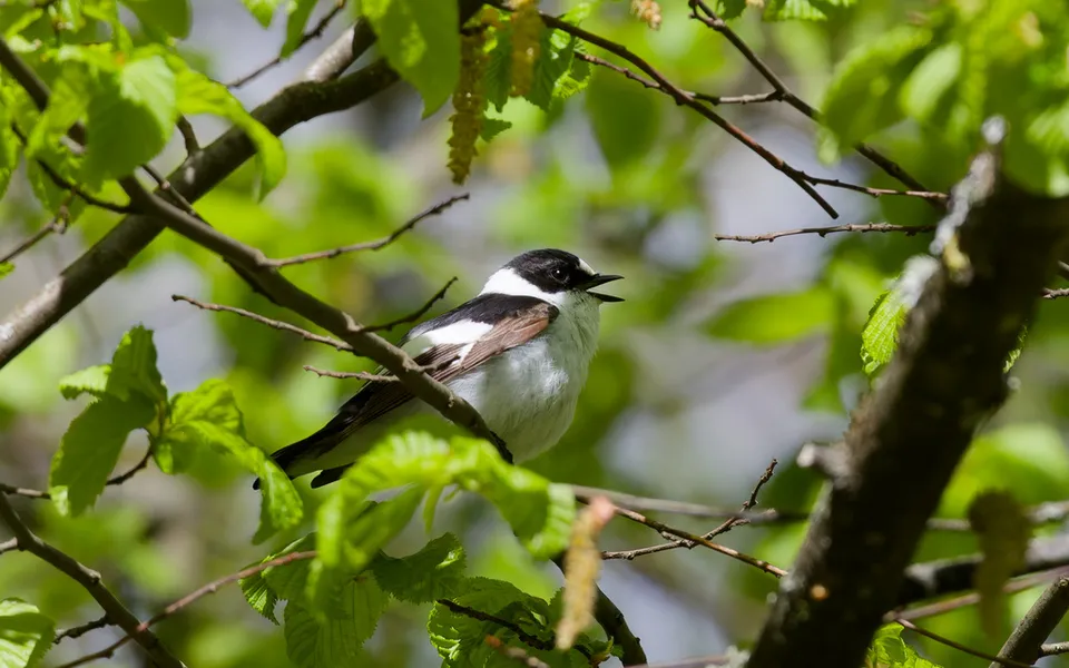 Collared Flycatcher (Ficedula albicollis) — photo 4 of 4