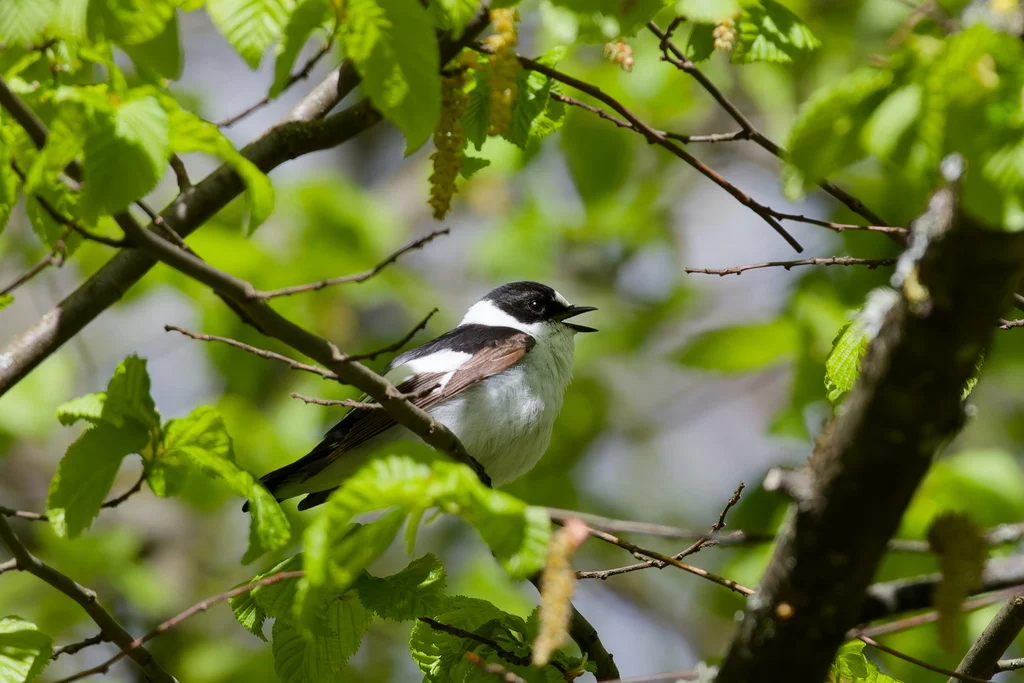 Collared Flycatcher (Ficedula albicollis) — photo 4 of 4