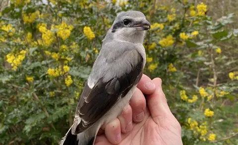 Northern Shrike (Lanius borealis) — photo 3 of 5