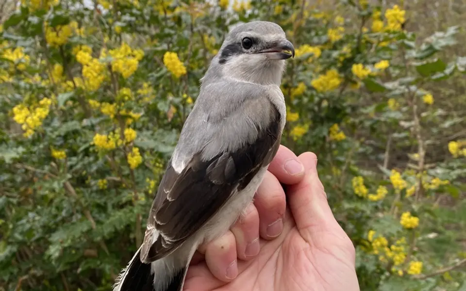 Northern Shrike (Lanius borealis) — photo 3 of 5