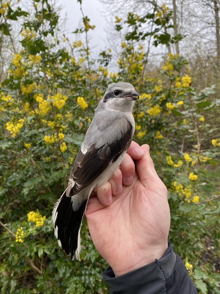Northern Shrike (Lanius borealis) — photo 3 of 5