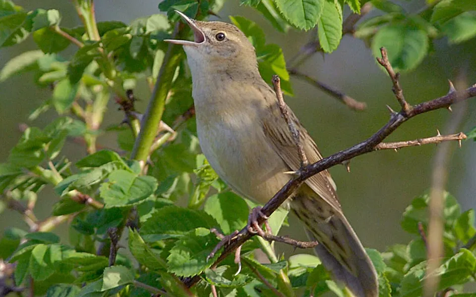 Common Grasshopper Warbler