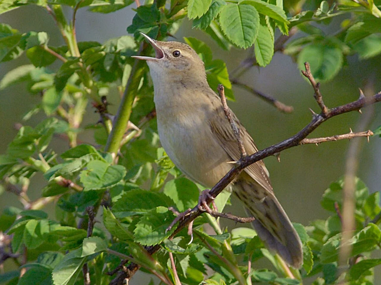 Common Grasshopper Warbler
