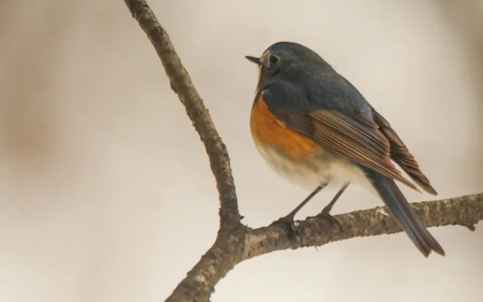 Red-flanked Bluetail (Tarsiger cyanurus) — photo 8 of 10