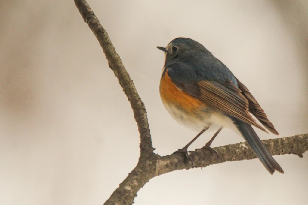 Red-flanked Bluetail