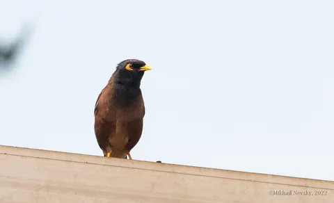 Common Myna (Acridotheres tristis) — photo 2 of 6