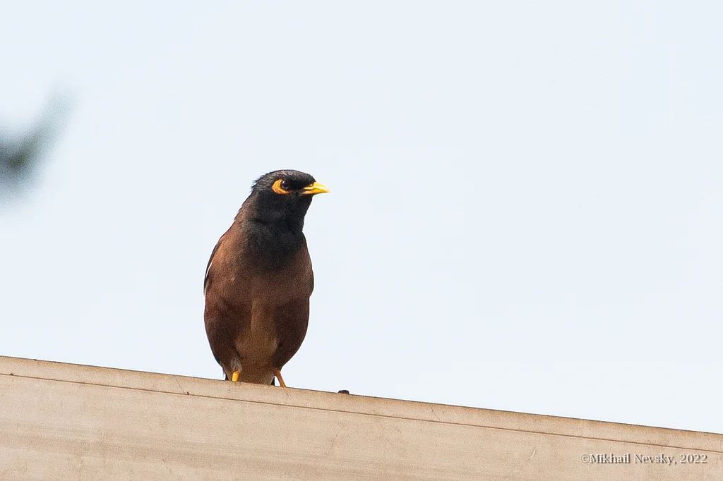 Common Myna (Acridotheres tristis) — photo 2 of 6