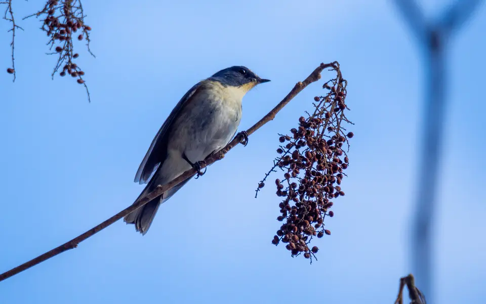 Red-flanked Bluetail (Tarsiger cyanurus) — photo 9 of 10